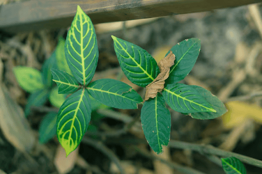 A Comprehensive Guide to Finding the Best Strain of Kratom